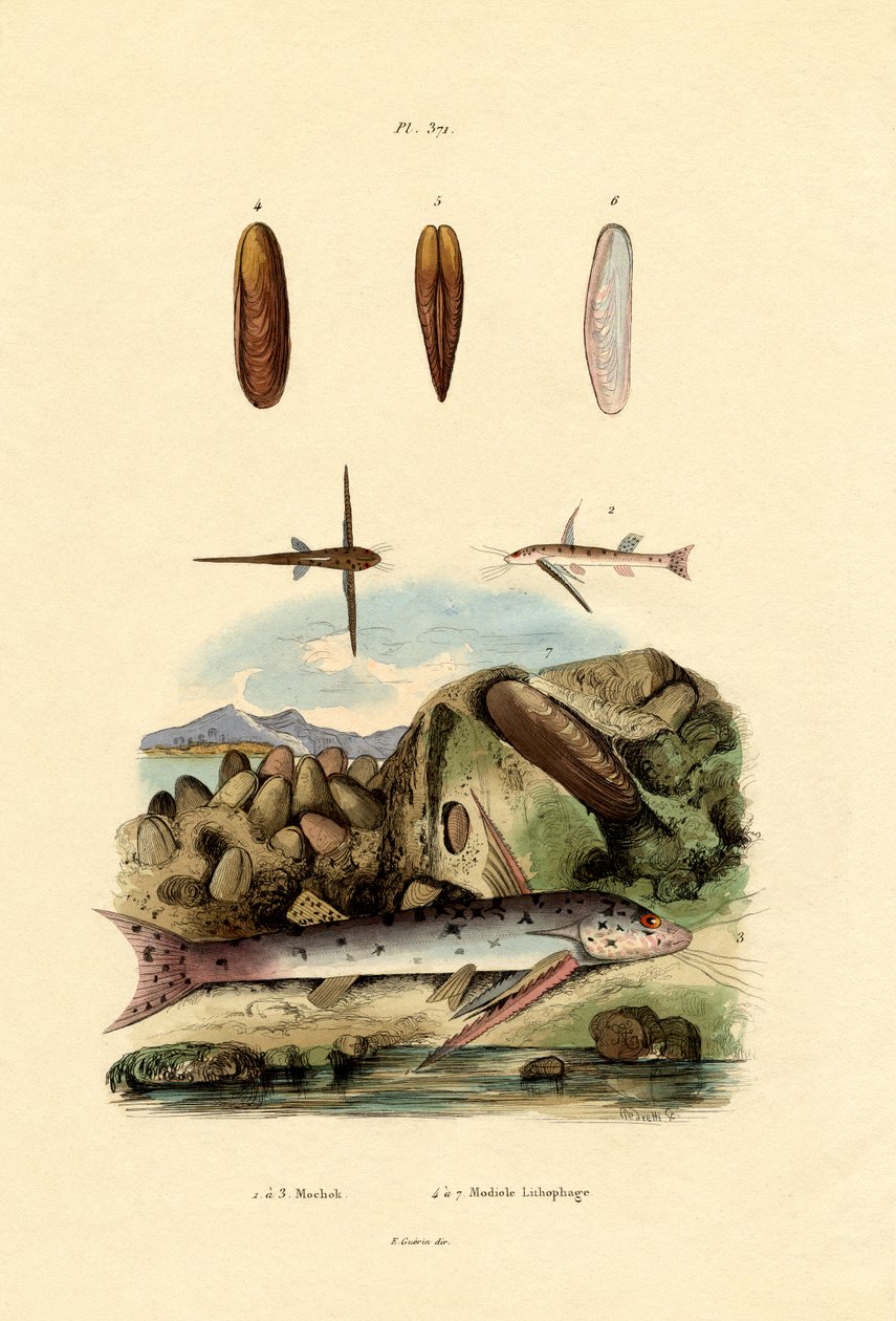 Squeaker, 1833-39 od French School