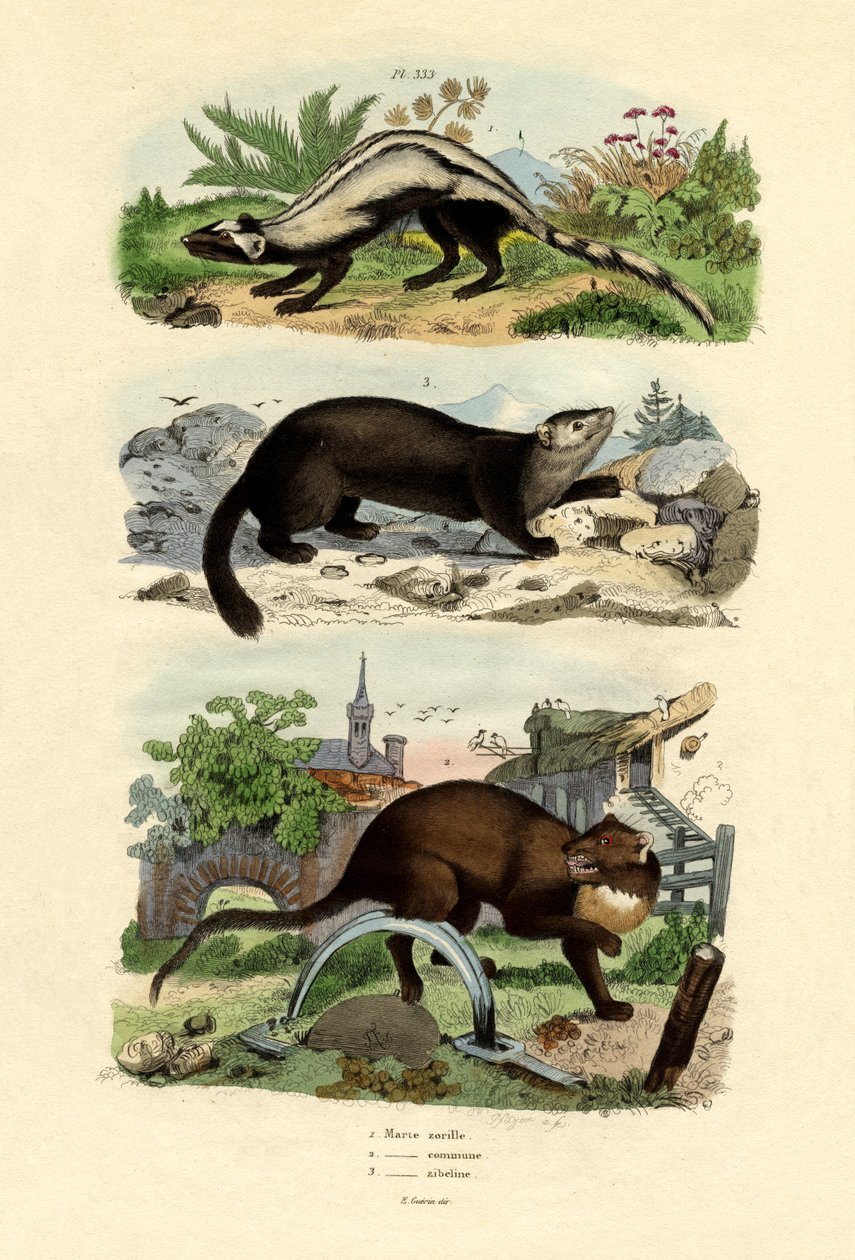 Tchor pruhovaný, 1833-39 od French School