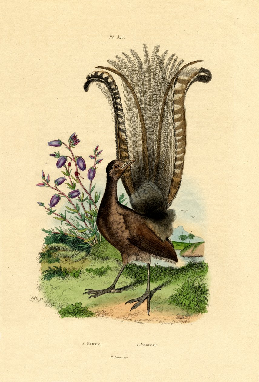 Vynikající Lyrebird, 1833-39 od French School