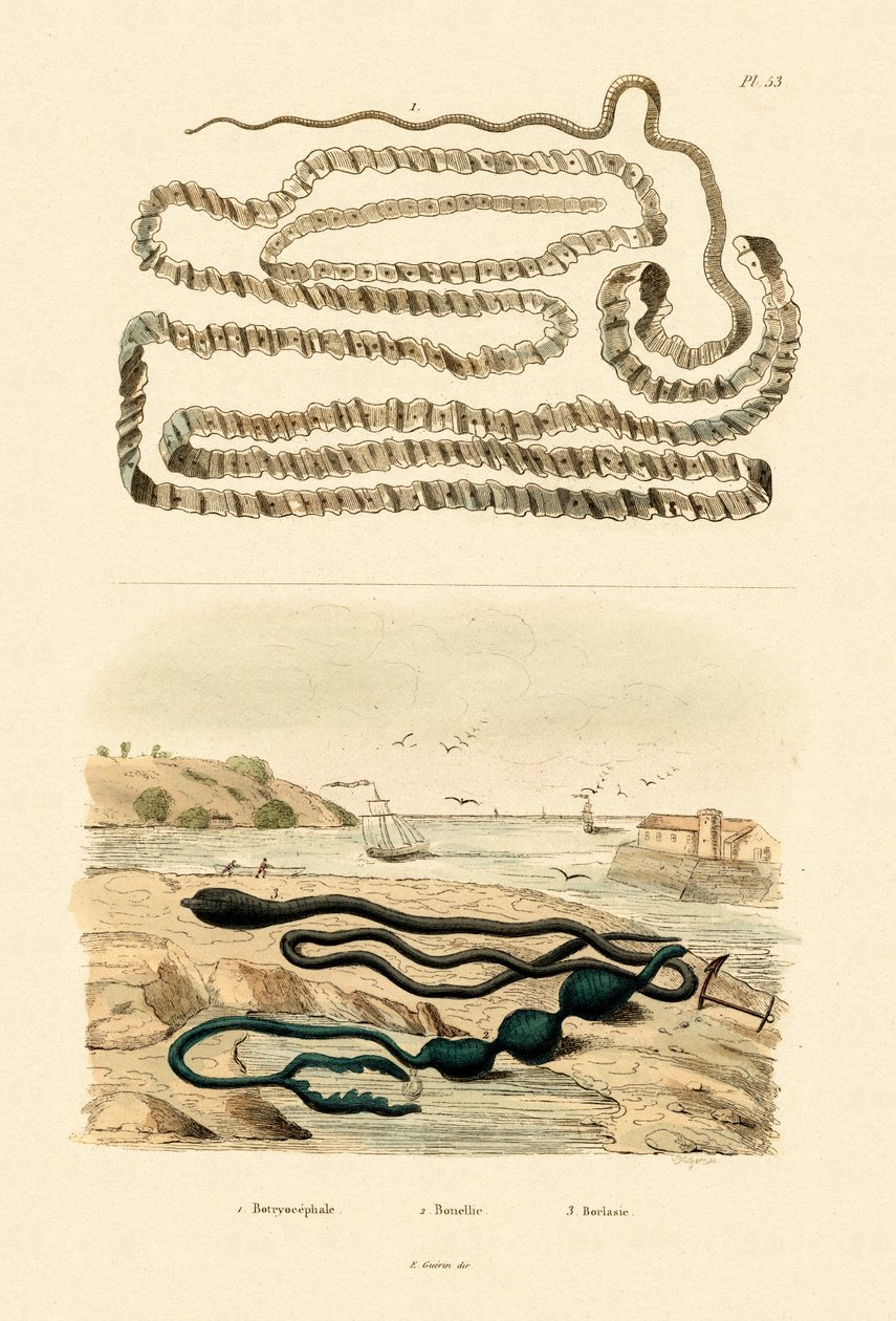 Tasemnice, 1833-39 od French School