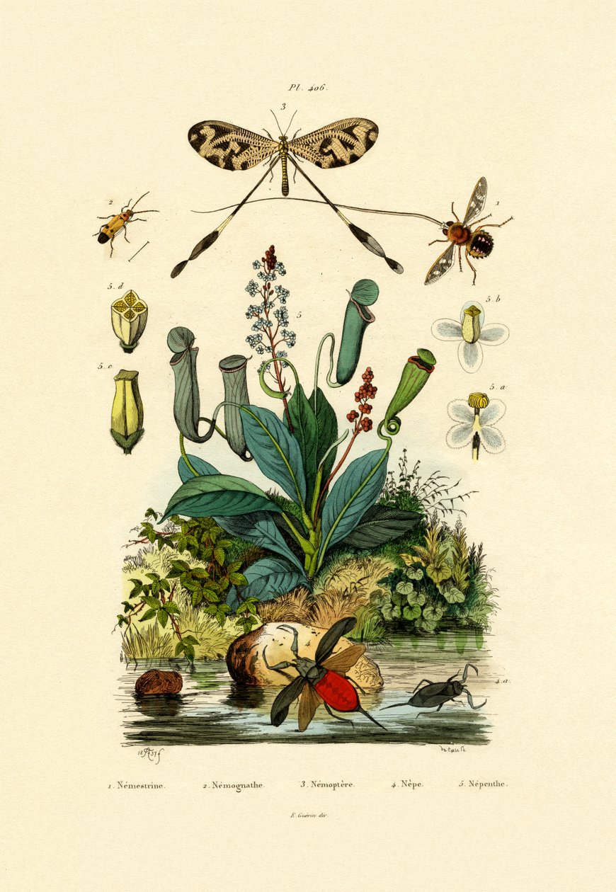 Antlion závitokřídlý, 1833-39 od French School