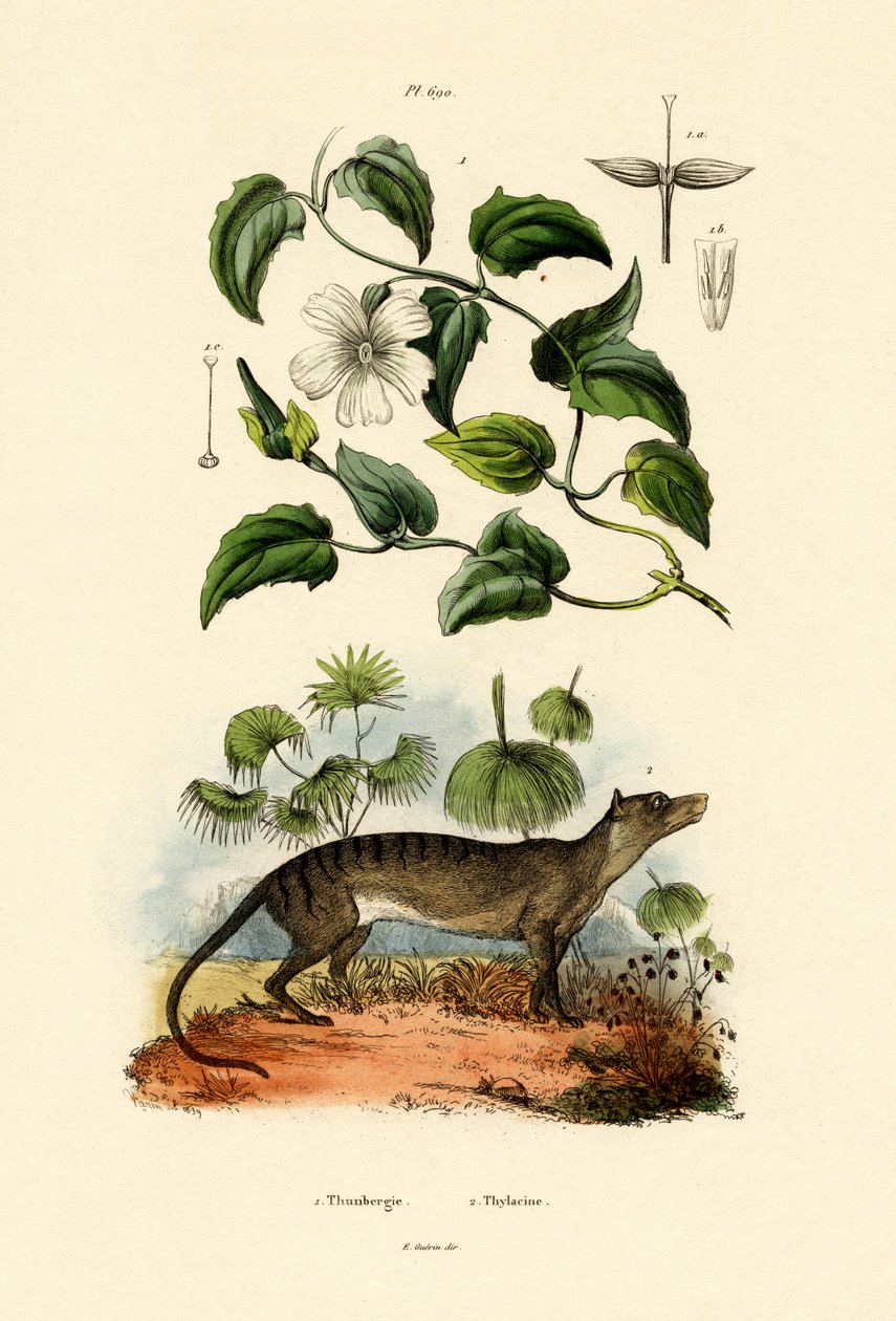Thunbergia, 1833-39 od French School