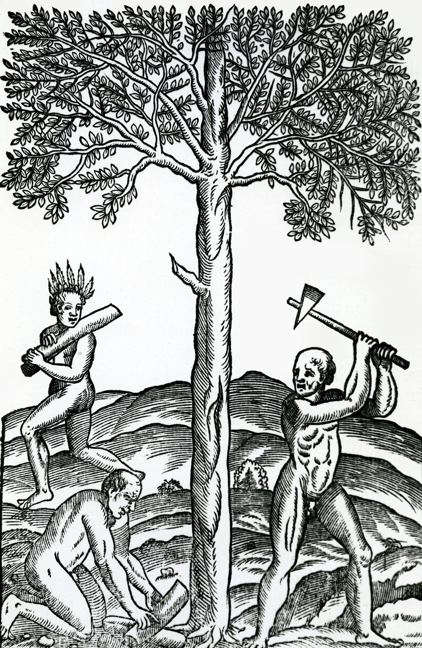 Řezání stromů, ilustrace z Singularities of France Antarctica, Andre de Thevet, 1558 od French School