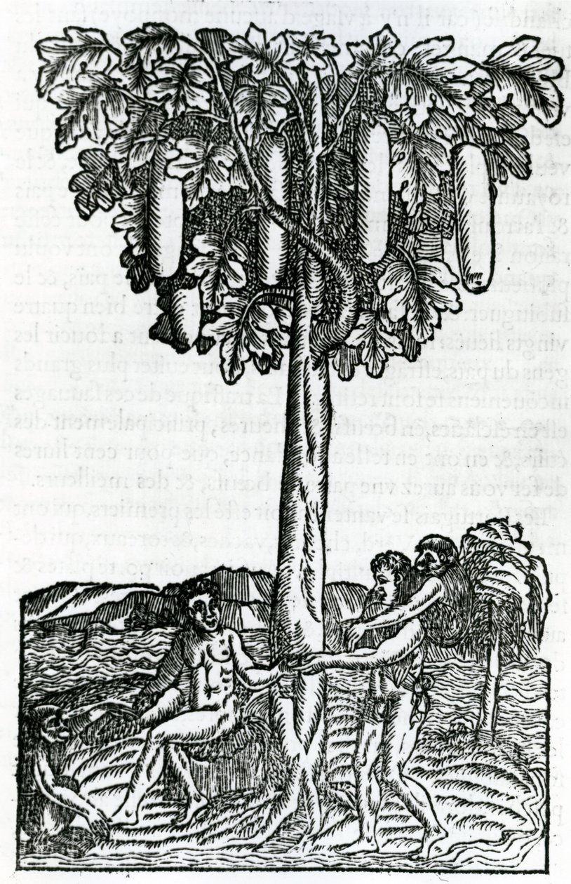 Sklizeň stromů, ilustrace z Singularities of France Antarctica, Andre de Thevet, 1558 od French School