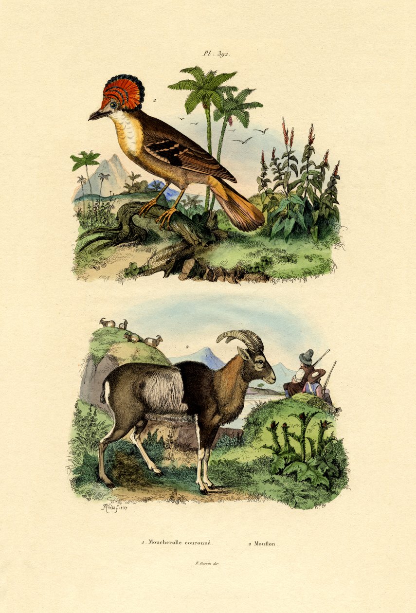 Tyran, 1833-39 od French School
