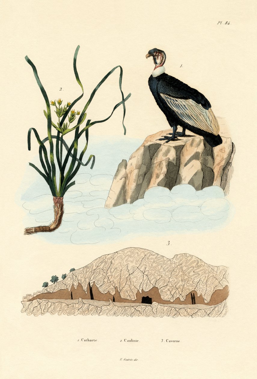 Vulture, 1833-39 od French School