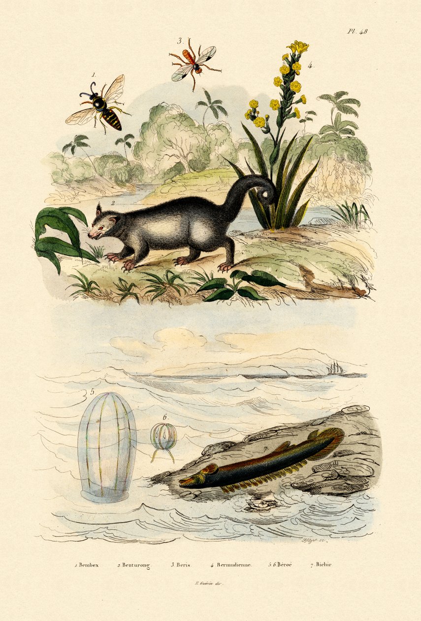 Vosa, 1833-39 od French School