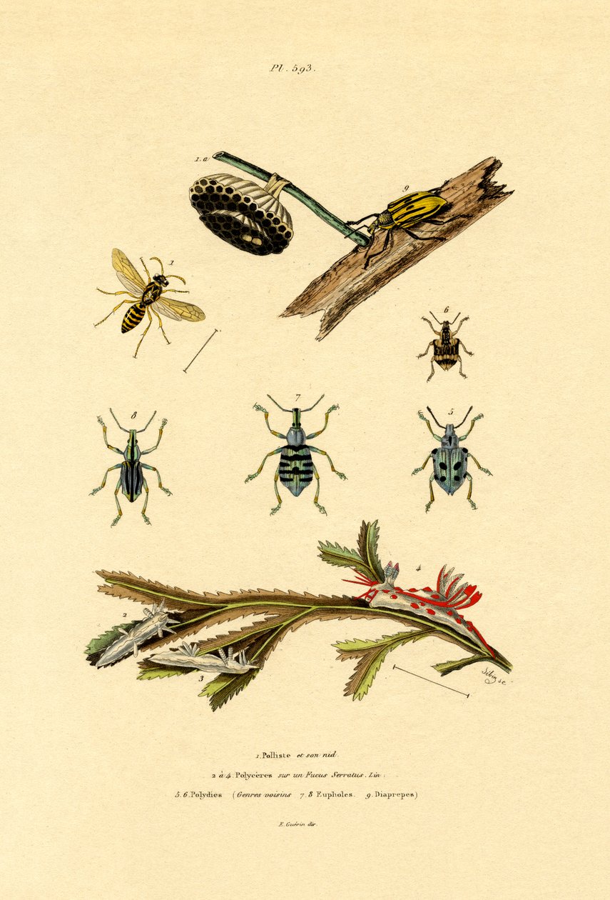 Vosa, 1833-39 od French School
