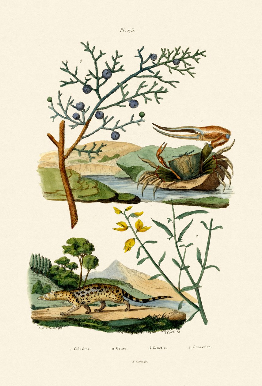 Západoafrický krab houslista, 1833-39 od French School