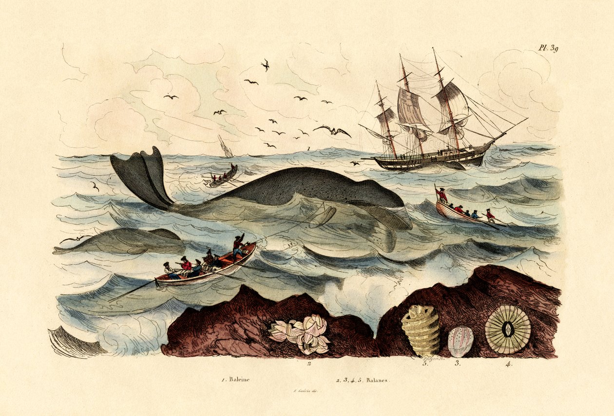 Velryba, 1833-39 od French School
