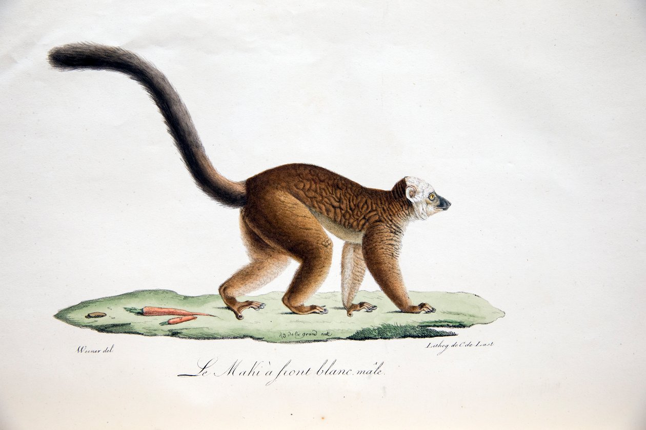 Lemur bělohlavý, z Histoire Naturelle des Mammifères, avec des figure originales, Étienne Geoffroy Saint-Hilaire & Frédéric Cuvier, 1824-42 od French School