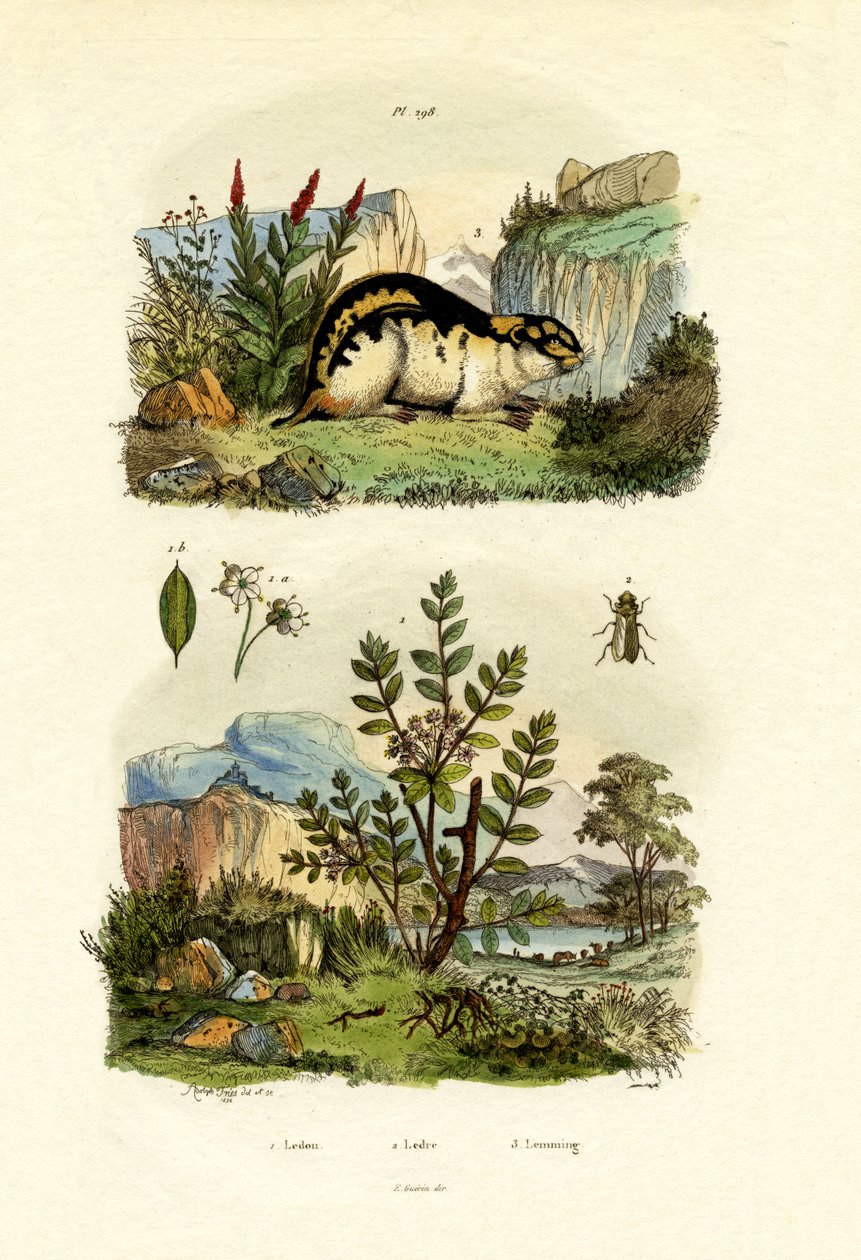 Divoký rozmarýn, 1833-39 od French School