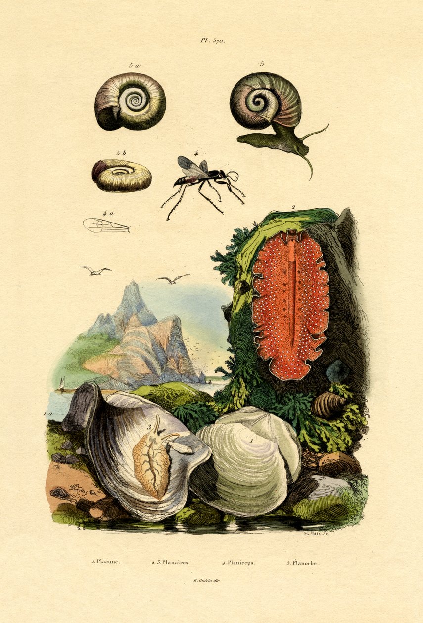 Skořápka okenní tabule, 1833-39 od French School