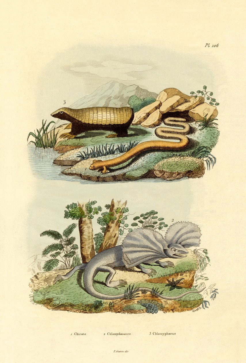 Červí ještěrka, 1833-39 od French School