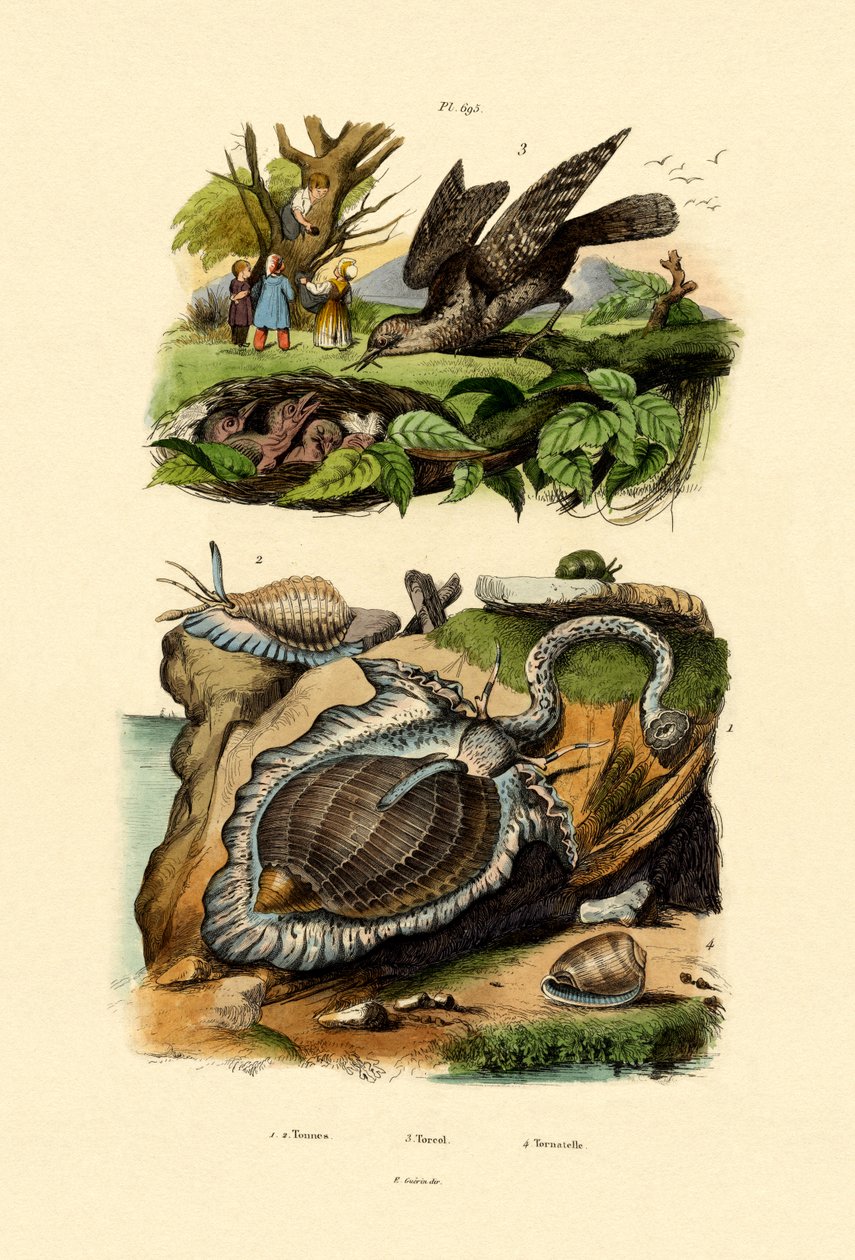 Wryneck, 1833-39 od French School