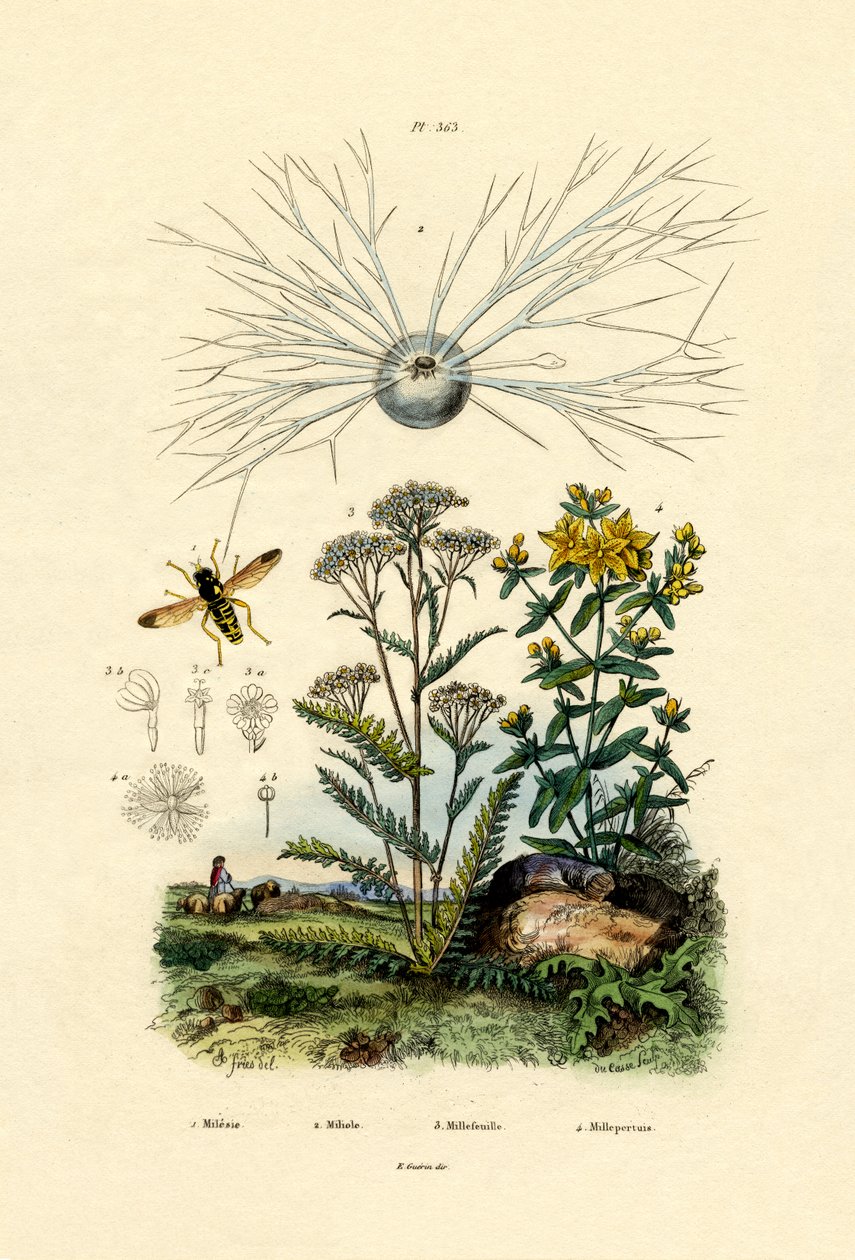 Yellowjacket Hoover Fly, 1833-39 od French School
