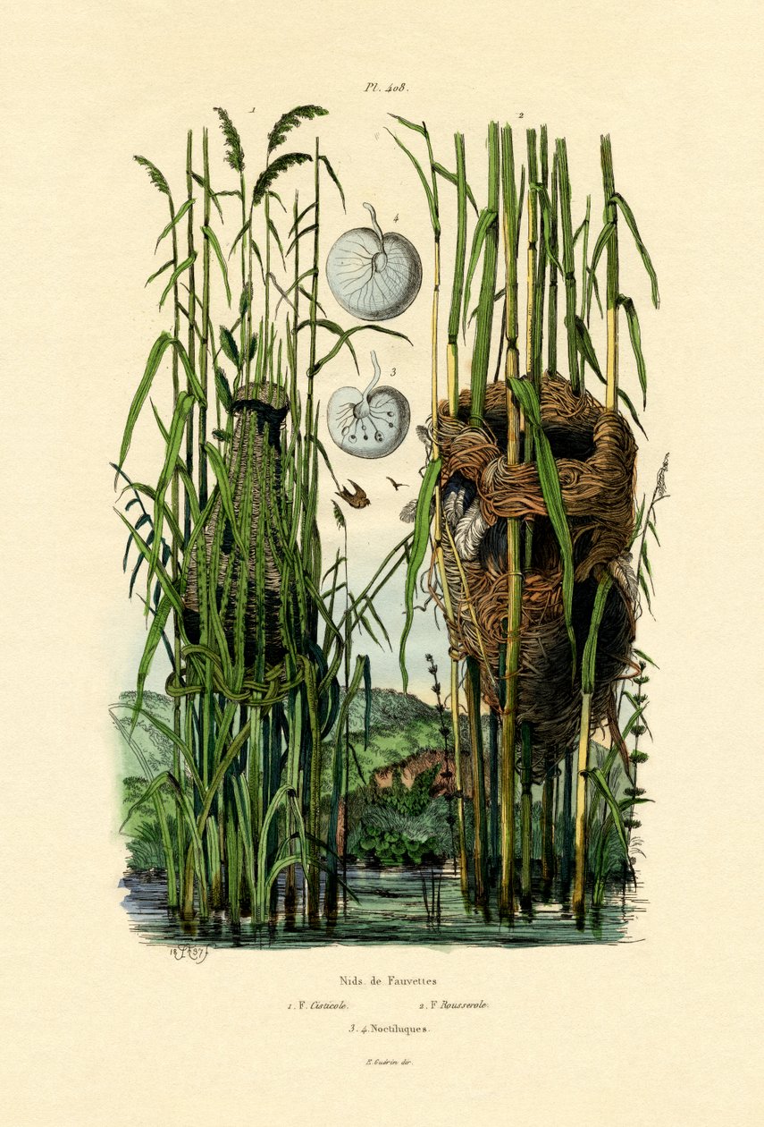 Zitting Cisticola, 1833-39 od French School