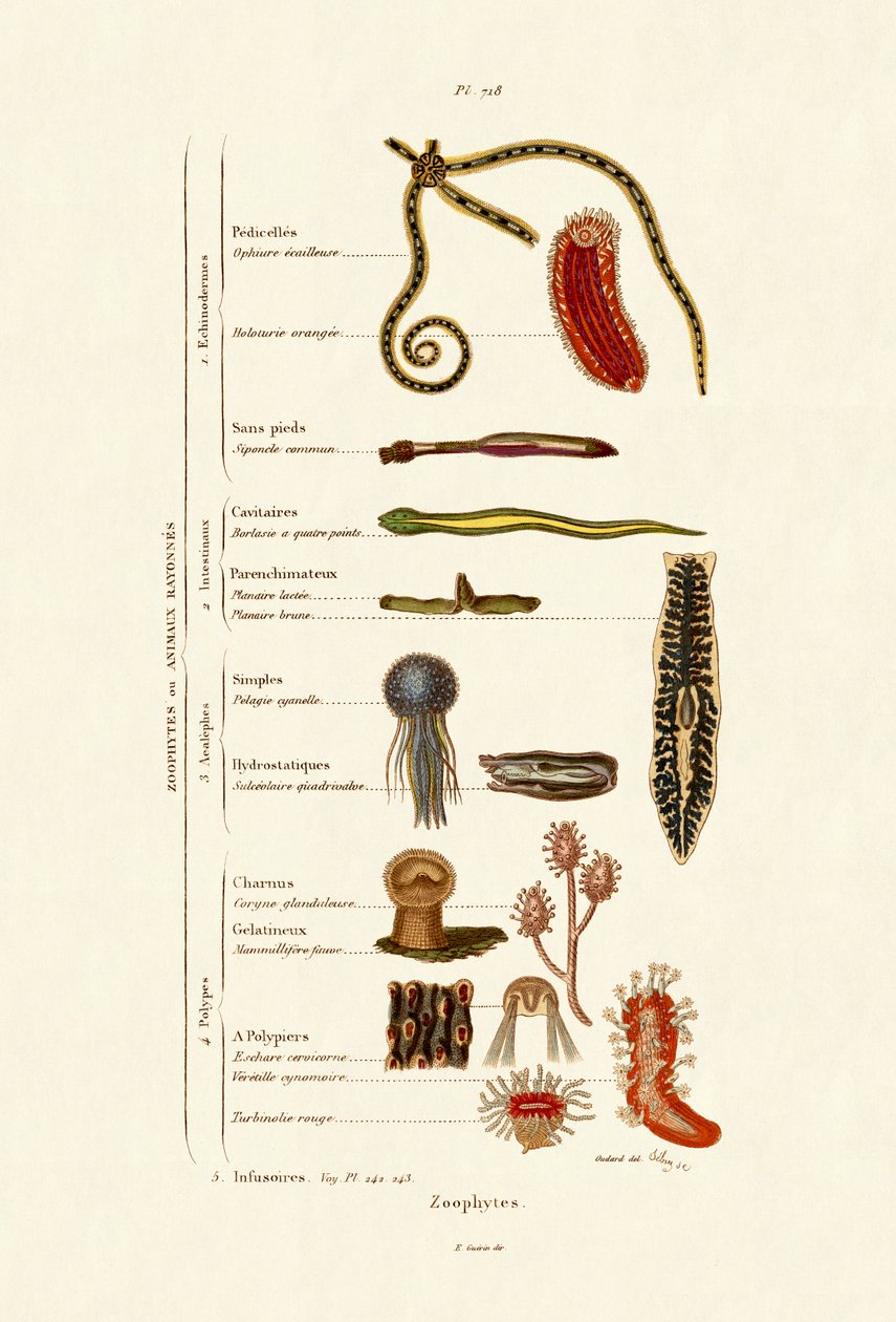 Zoofyti, 1833-39 od French School