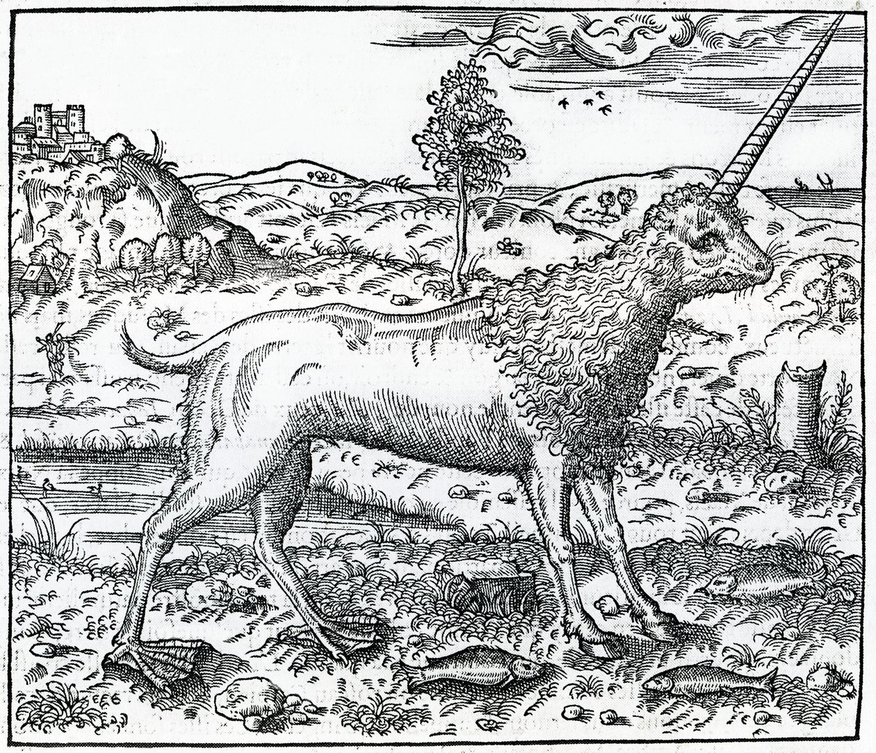 Campchurch Unicorn, ilustrace z „La Cosmographie Universelle“ od Andreho Theveta, 1575 od French School