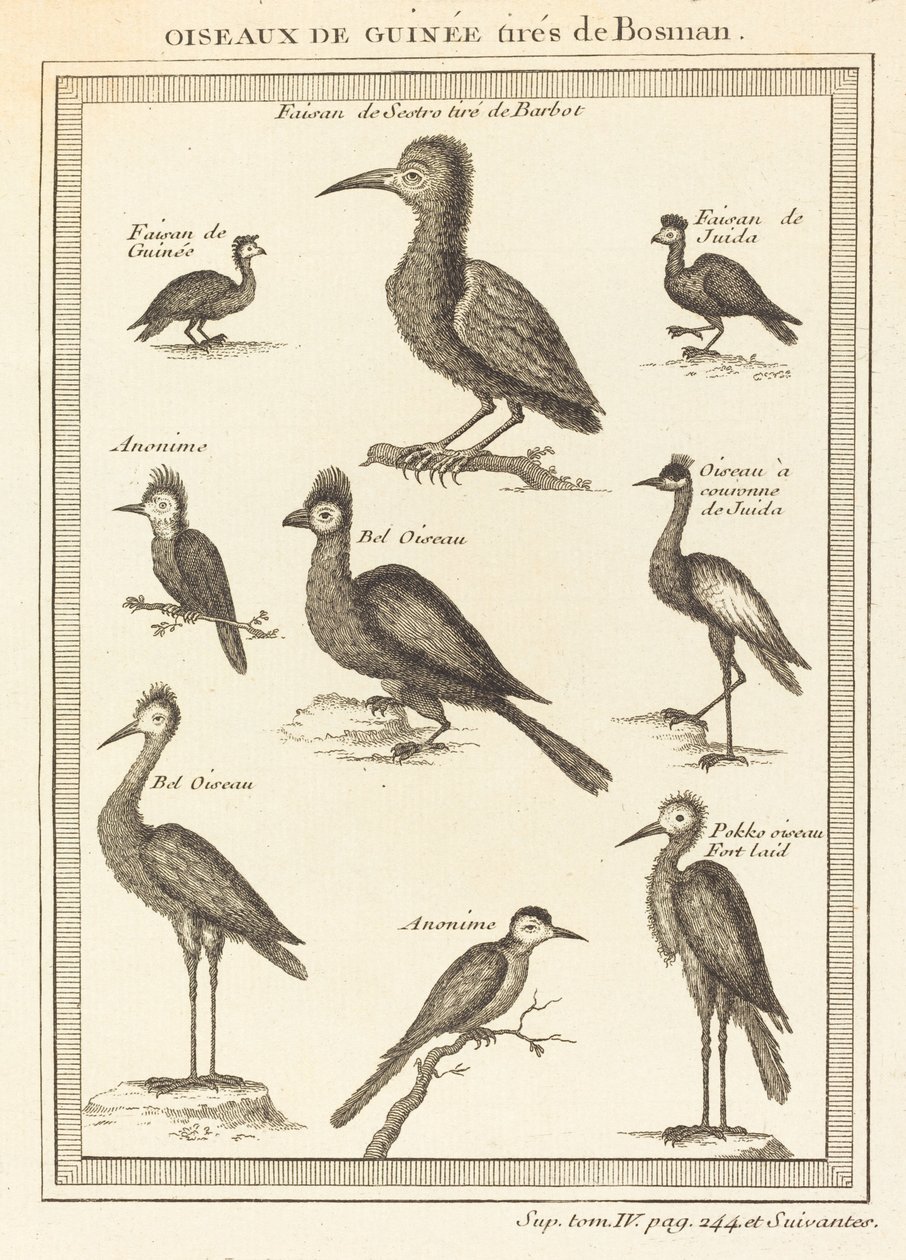 Guinejští ptáci odebraní z bosmana od French 18th Century