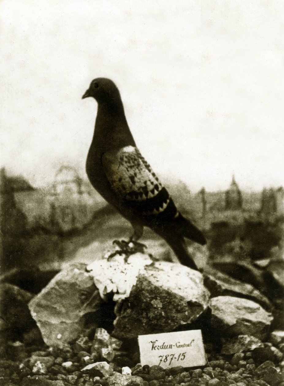 Zvířata během první světové války 1914-1918: Slavný holub Vaillant Vaillant od French Photographer