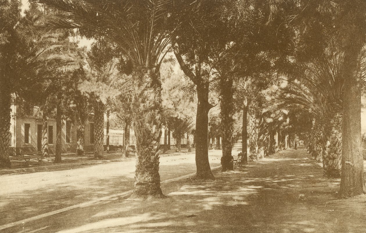 Hyeres, Avenue de la Gare, Allee de Palmiers (čb fotografie) od French Photographer