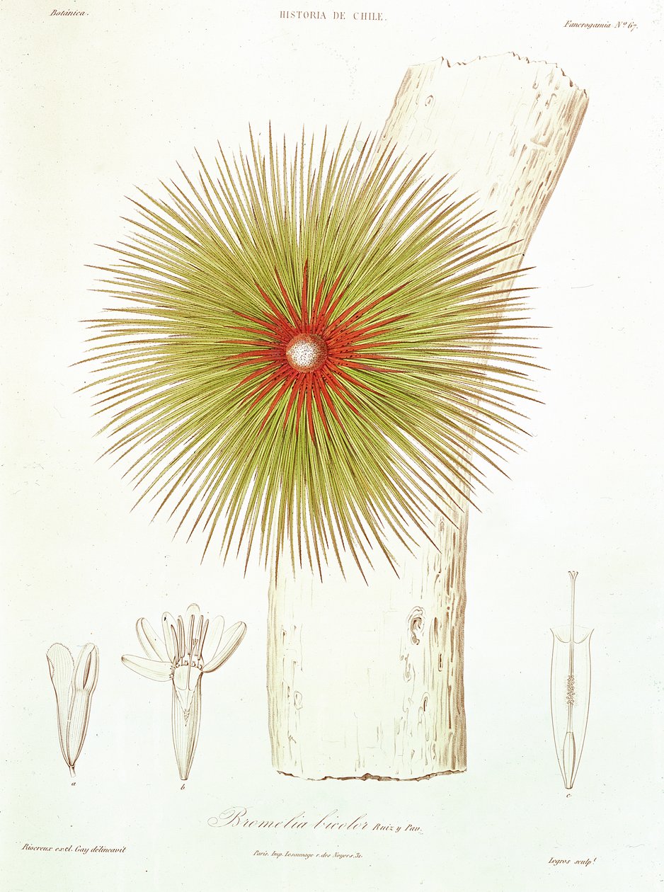 Bromélie nalezená v Andách, z „Historia de Chile“ od Claudia Gaye, 1854 od French School