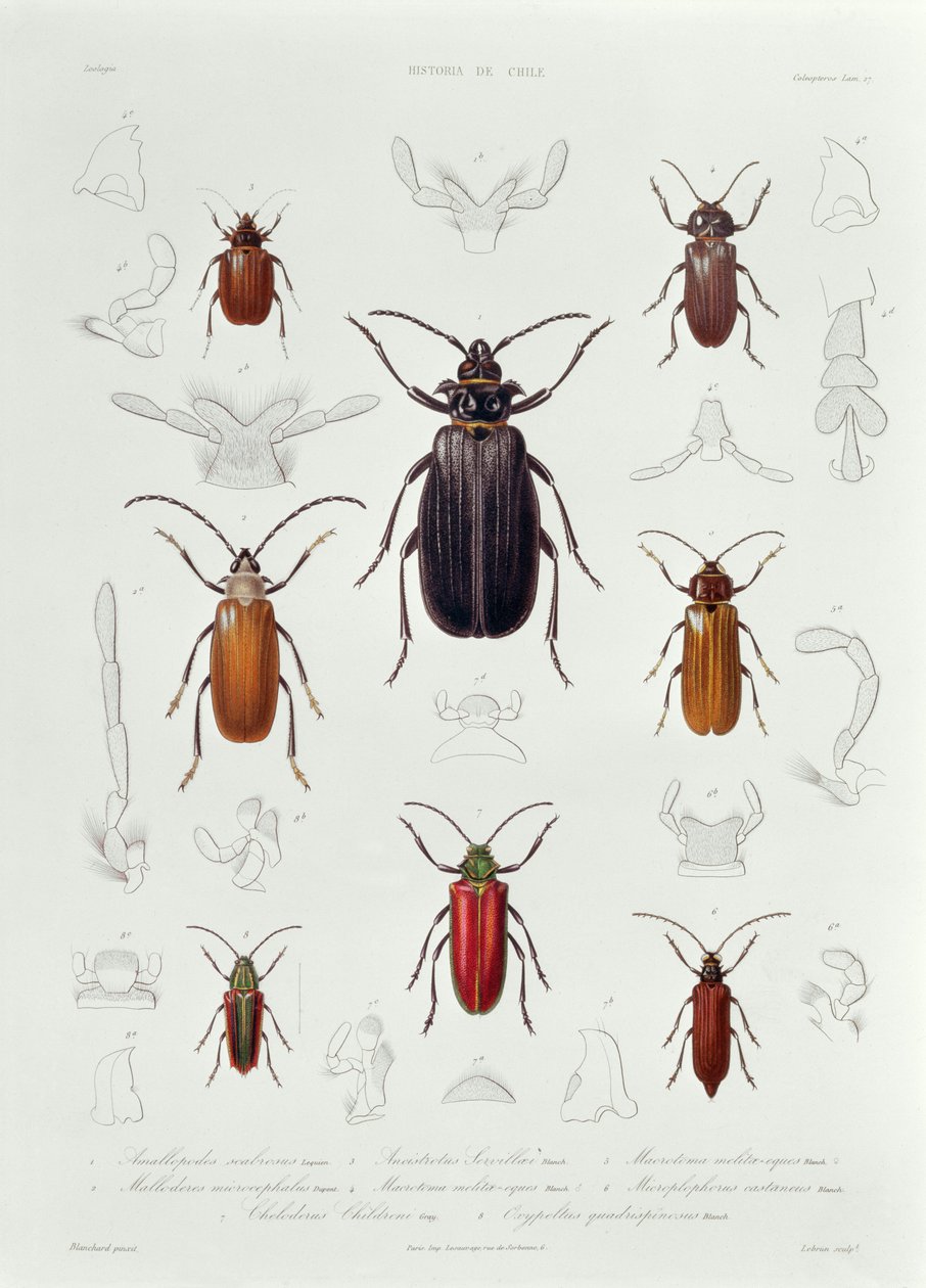 Sbírka Coleoptera nalezená v Chile, ilustrace z „Historia de Chile“, vyryla Lebrun, 1854 od French School