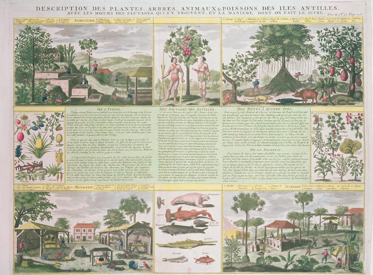 Popis rostlin, stromů, živočichů a ryb na Antilách, ilustrace z knihy Histoire Generale des Antilles Habitees par les Francois, 2. díl, autor Jean Baptiste Du Tertre (1610-1687), vyd. od French School