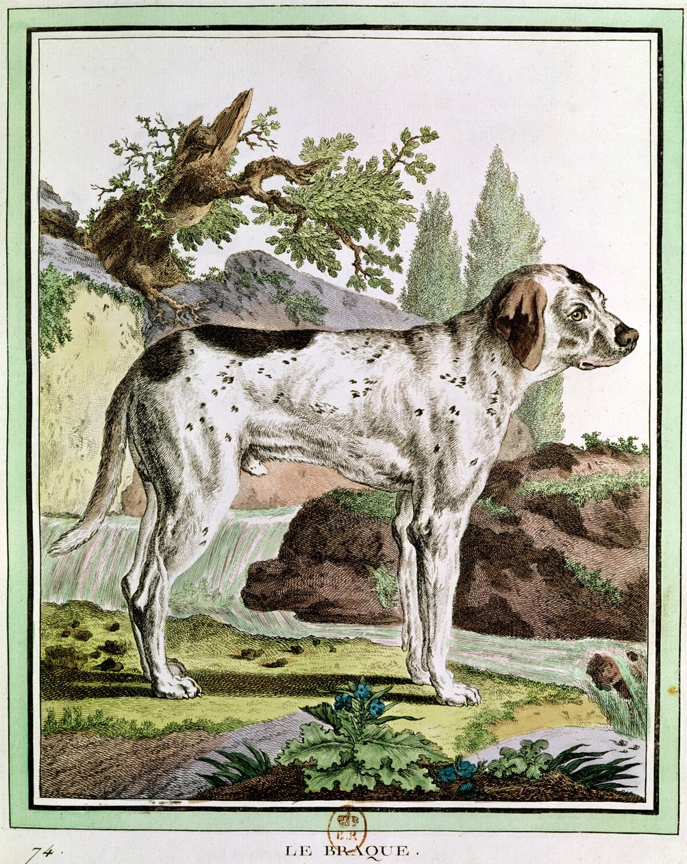 Ukazatel, ilustrace z Histoire Naturelle od Georgese Louise Leclerca (1707-88), hrabě z Buffonu, 1749-1804 od French School