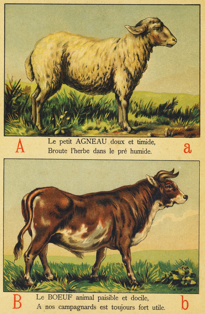 A jako jehněčí a B jako hovězí od French School