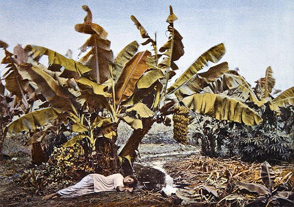 Banánová a manioková plantáž v Nové Kaledonii, konec 19. století (barva litho) od French School