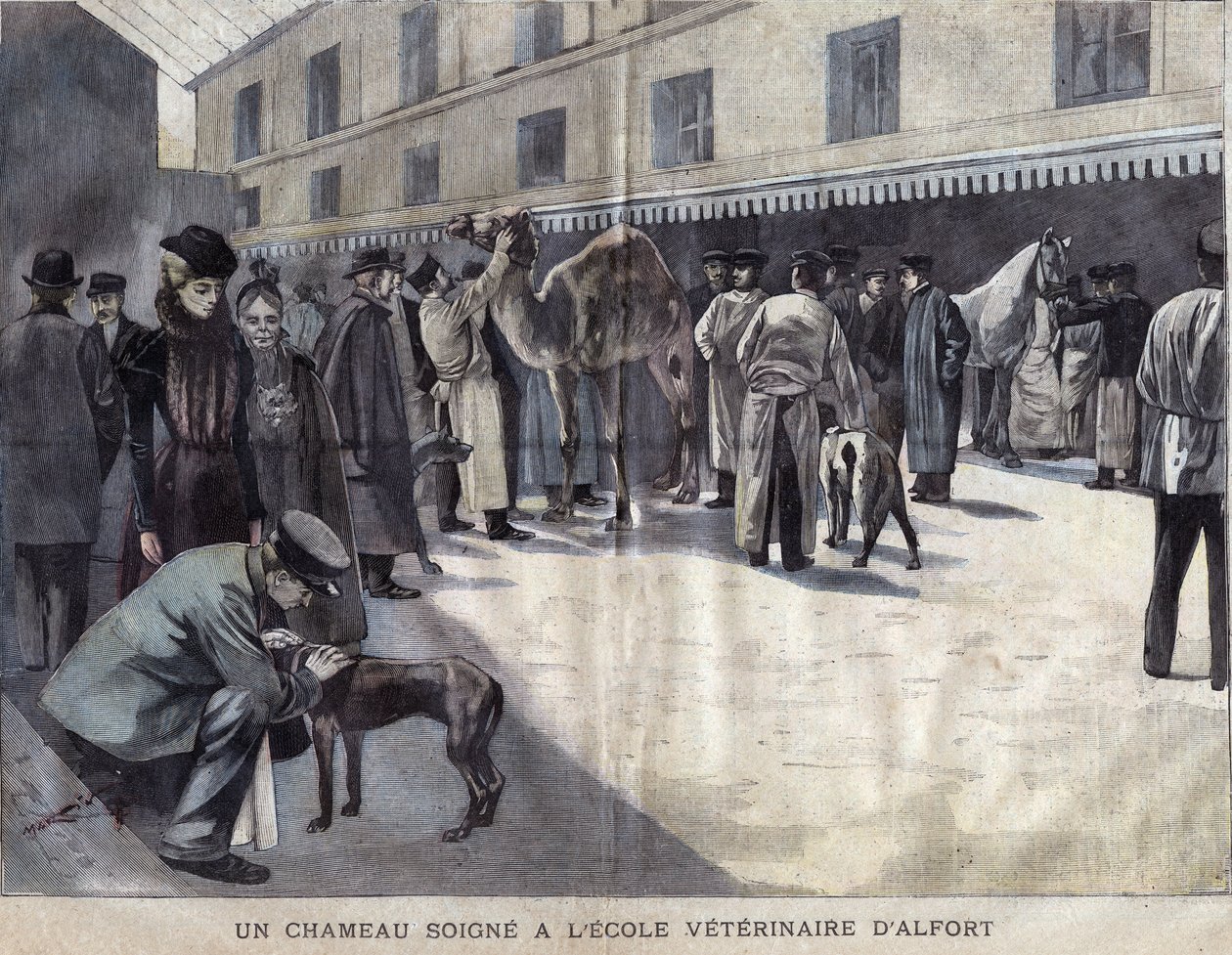 Velbloud se léčí ve veterinární škole Maison Alfort (Maison-Alfort). Ilustrace z roku 1899 v „La petite Gironde““. od French School