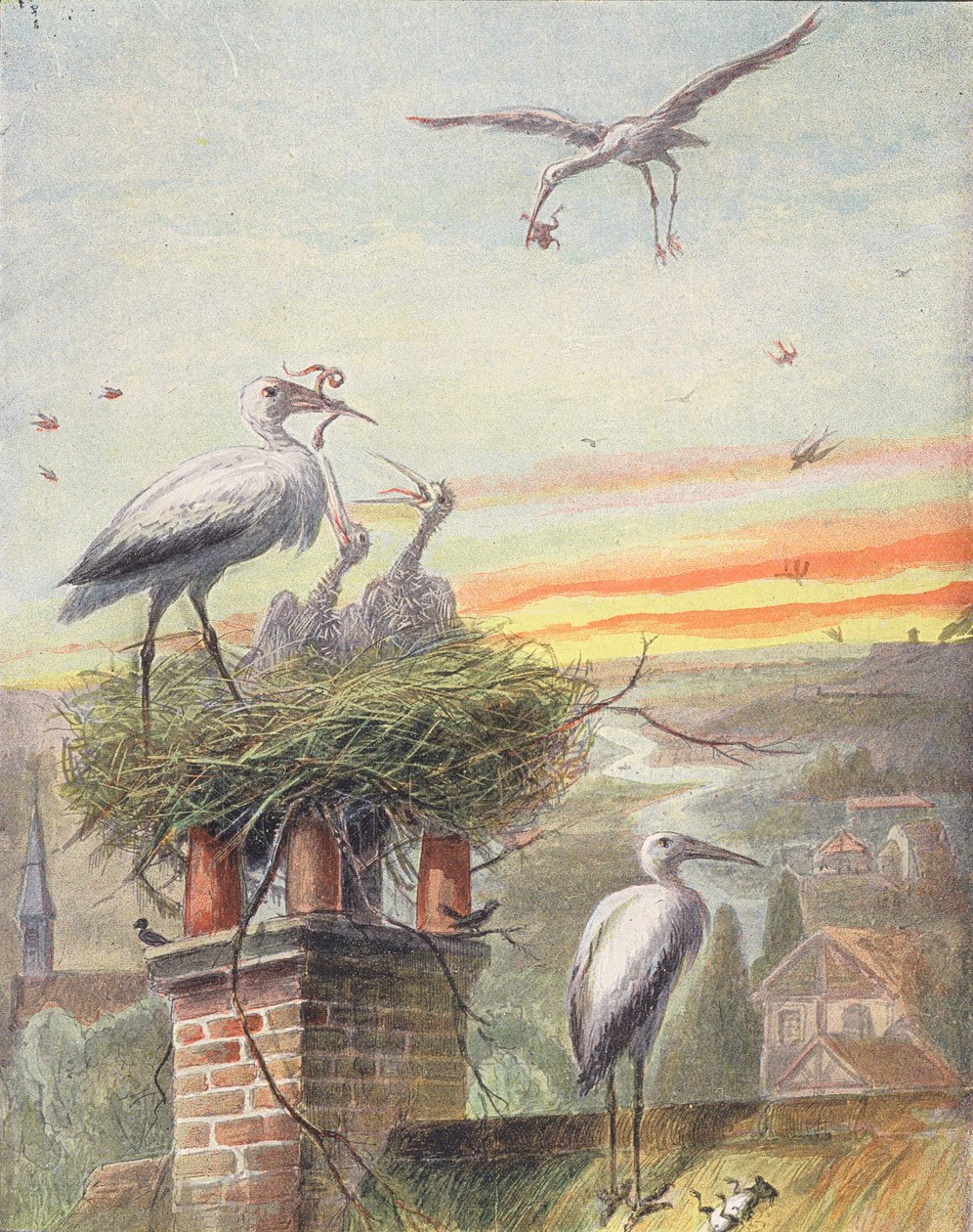 Čapí hnízdo (barevná litografie) od French School