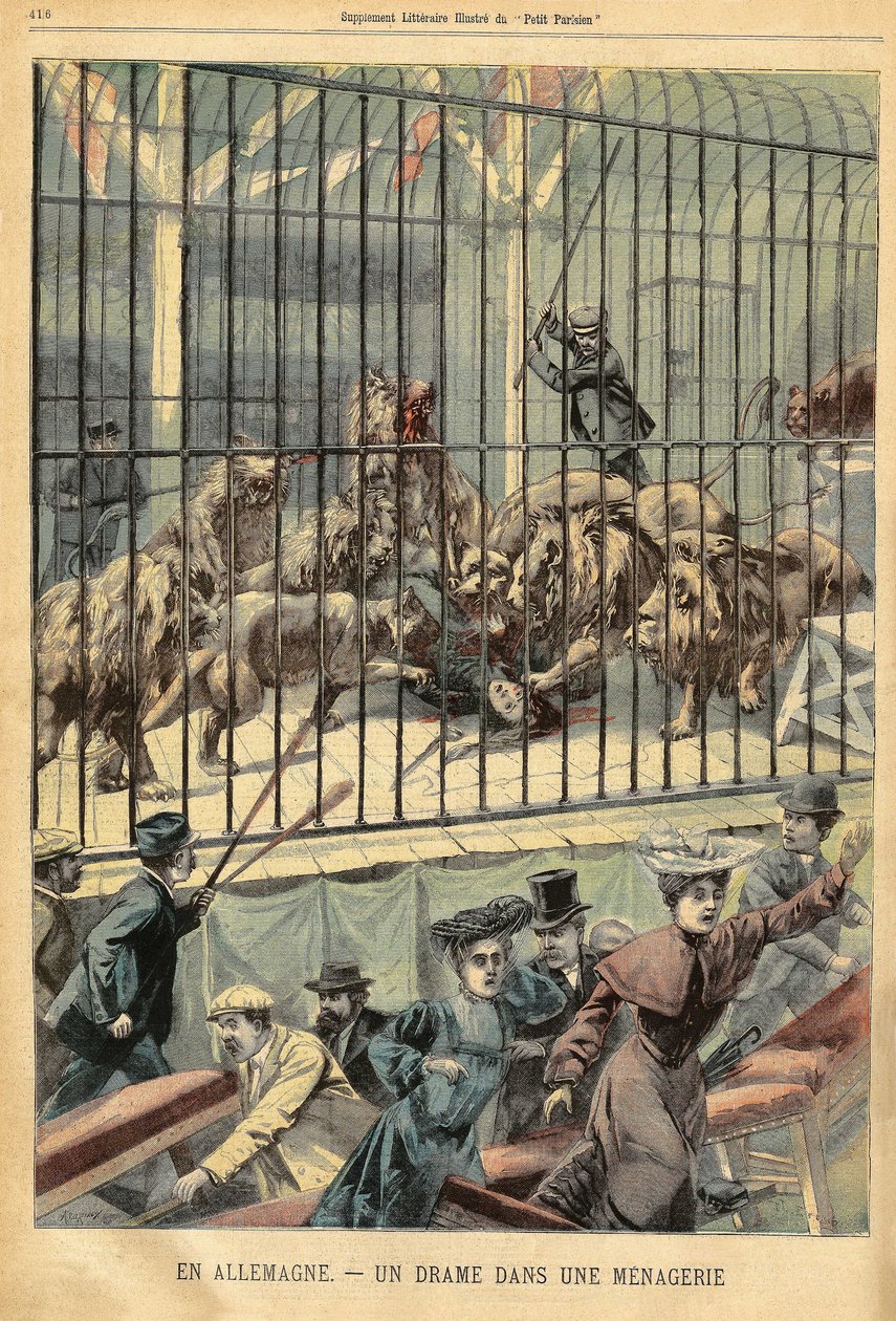 Krotitelku pohltí její lvi ve zvěřinci v německém Dessau. Rytina v „“Le Petite Parisien“, dne 27.12.1903. od French School