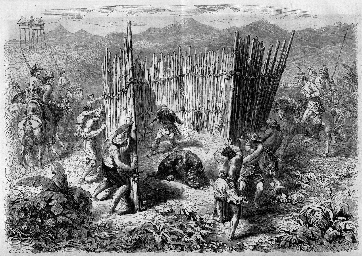 Lov na tygry na ostrově Jáva v roce 1862. Rytina v „“ Le Monde Illustré““ č. 251 z 1. února 1862. od French School