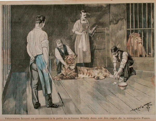 Veterinář obvazující tlapu lvice Milady, kolem roku 1898-99 (barevná rytina) od French School