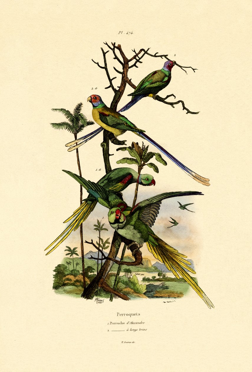 Alexandrine Parakeet, 1833-39 od French School