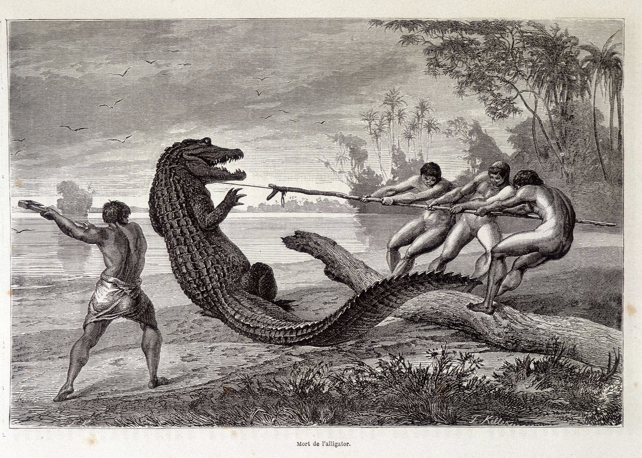 Lov na aligátora, Brazílie, „Cround the World““ 2. týden 1874. od French School