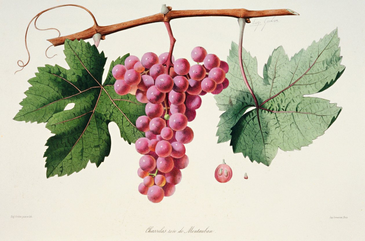 Ampelografie, Hroznové víno Chasselas Rose de Montauban Auvergne od French School