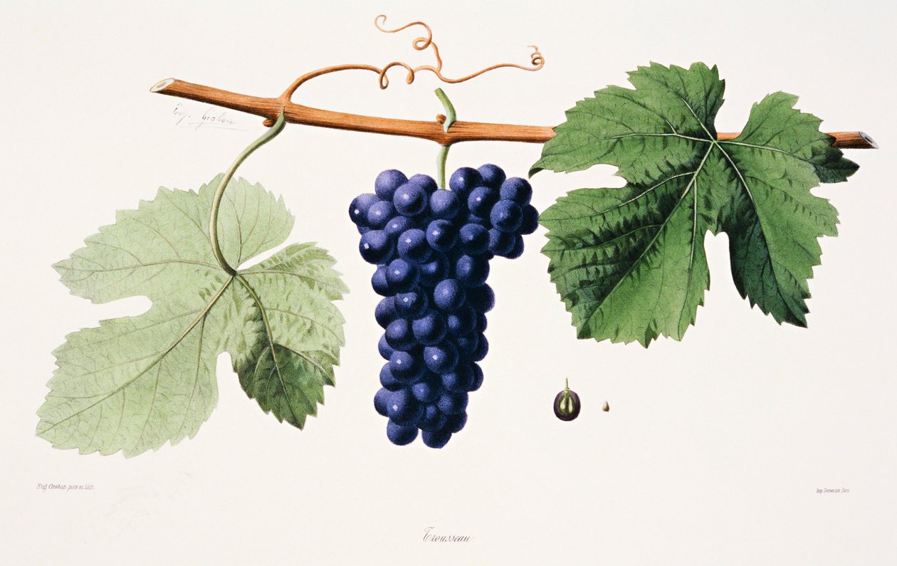 Ampelografie, Grape Trousseau Jura od French School