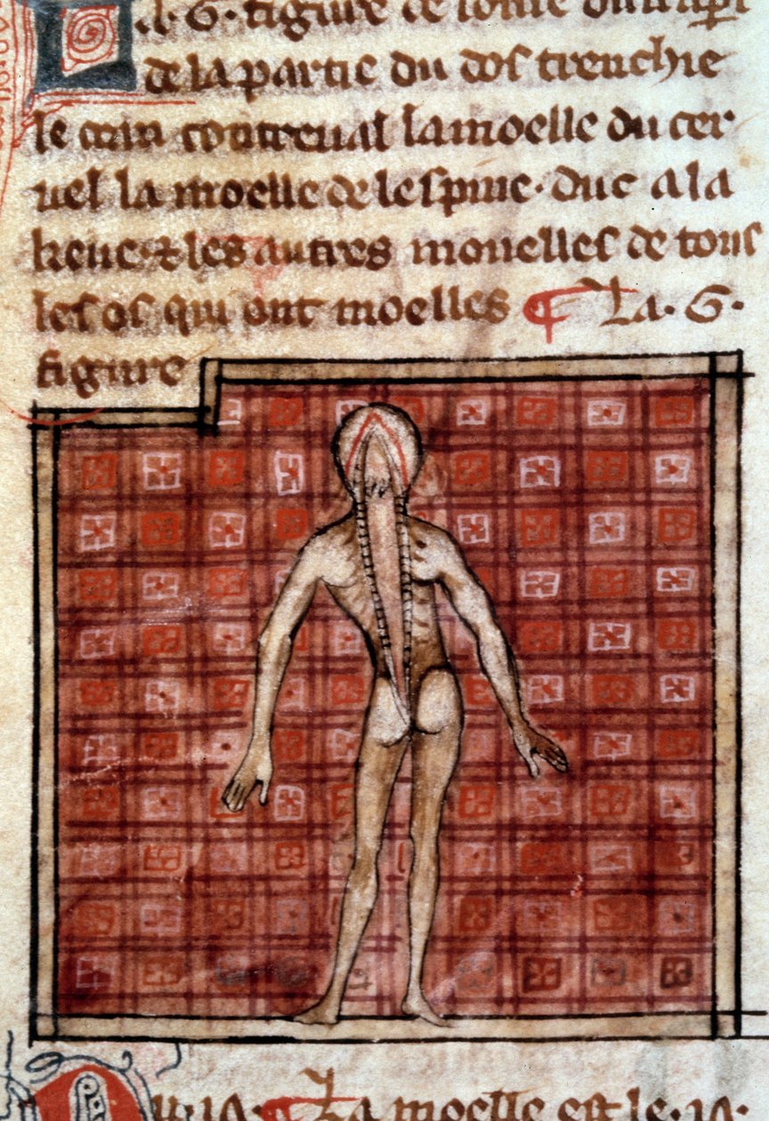 Anatomická postava: kůra, otevřená záda, zobrazující mozek a míchu. Miniatura z rukopisu „“ Chirurgie“ (folio 12) od Henriho de Mondeville (chirurg Philippe Le Bel, profesor anatomie) od French School