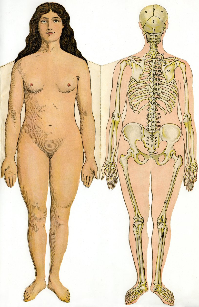 Anatomická skládací deska Nové praktické encyklopedie medicíny a hygieny, Dr. Rehm, knihkupectví Aristide Quillet 1922 - lidské tělo - nahá žena a ženská kostra od French School