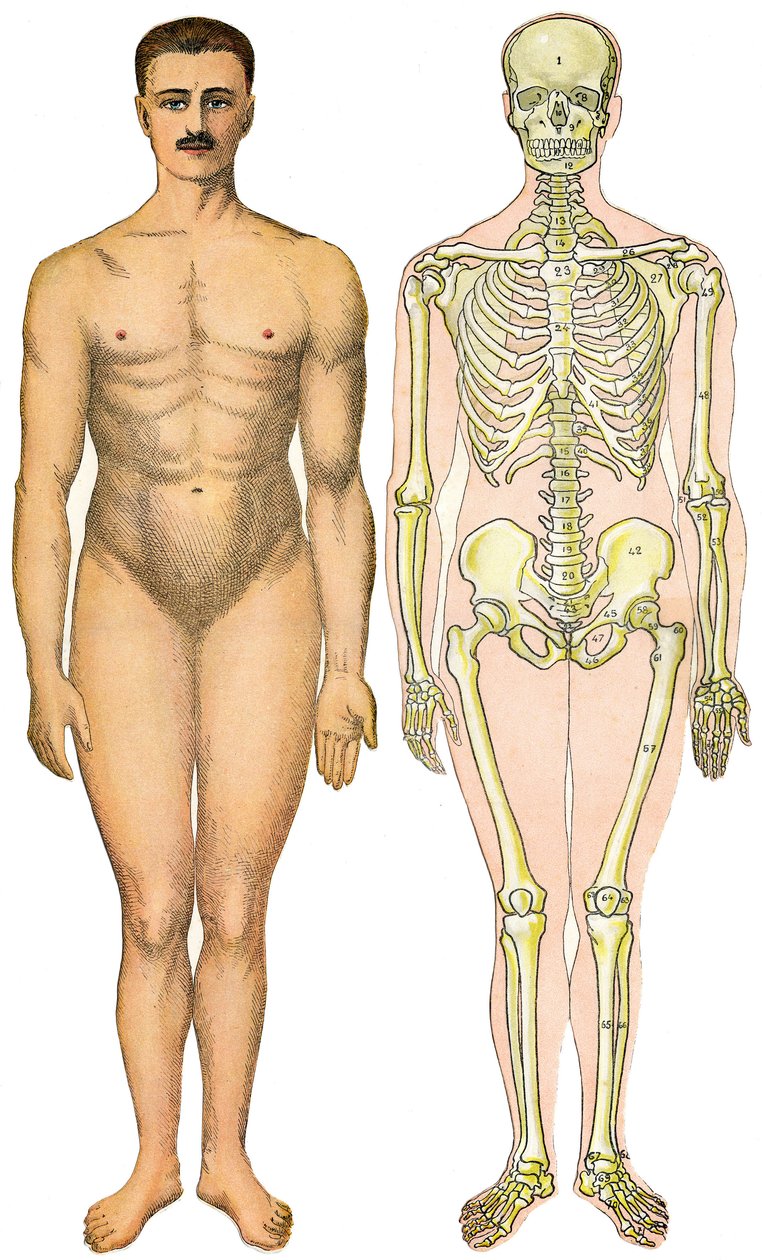 Anatomický skládací list Nové praktické encyklopedie medicíny a hygieny, Dr. Rehm, knihkupectví Aristide Quillet 1922 - obličej lidského těla - nahý muž bez zjevného pohlaví (pohlaví dásně) vedle kostry od French School