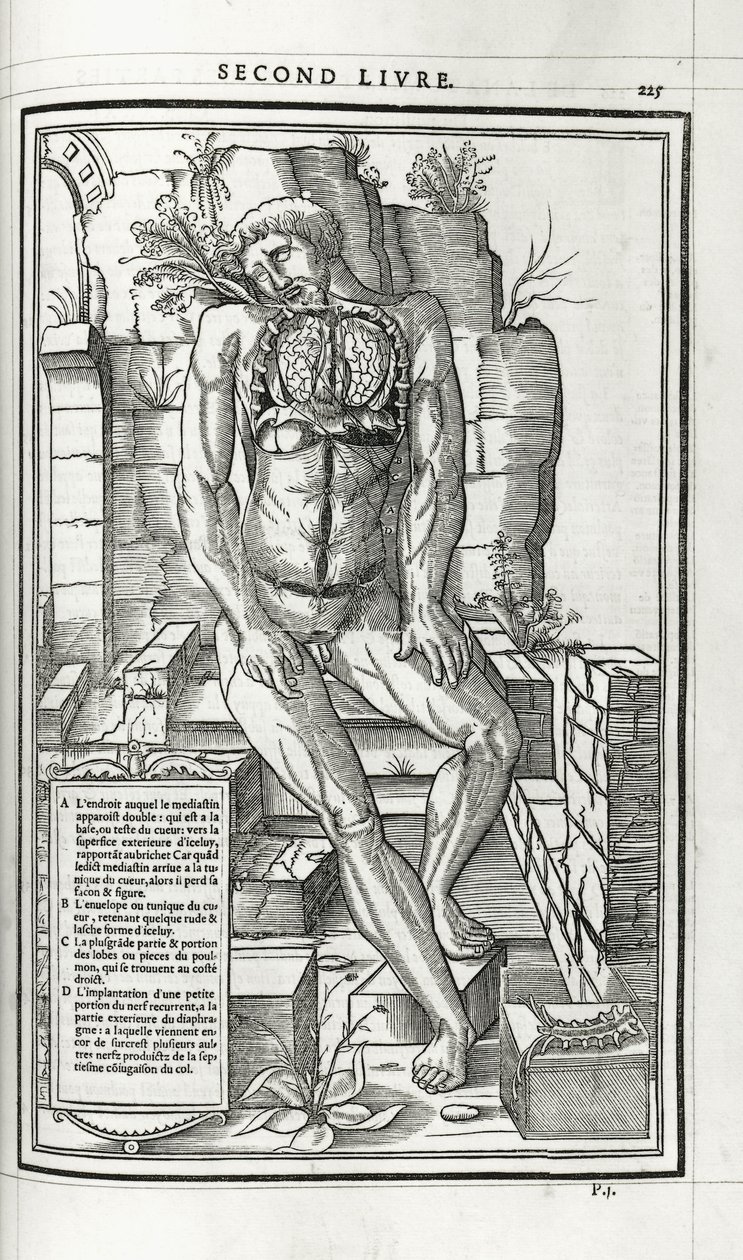 Anatomická ilustrace, 1546 od French School