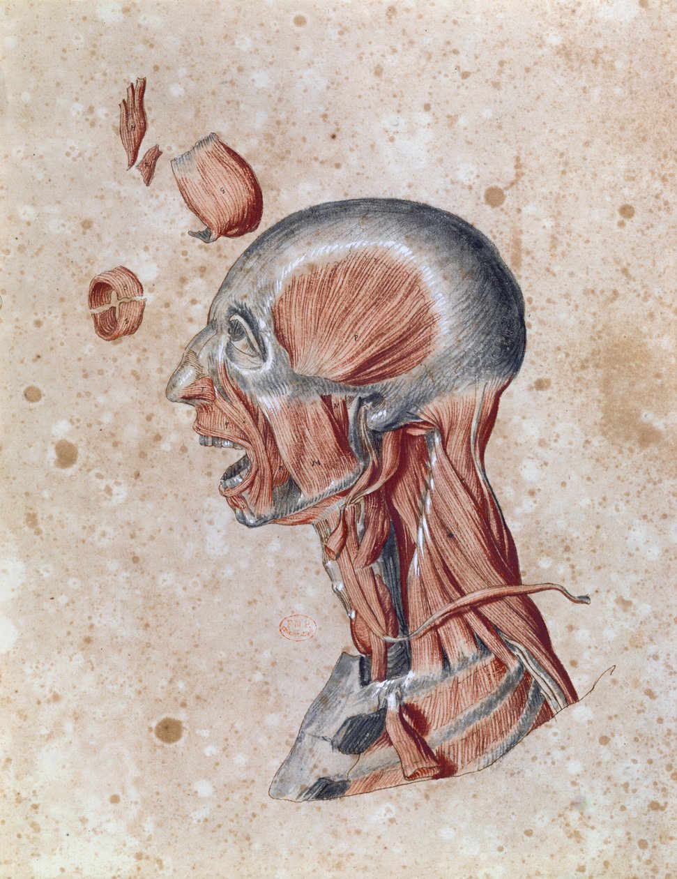 Anatomie hlavy, nakreslená studentem (barvou tužkou na papíře) od French School