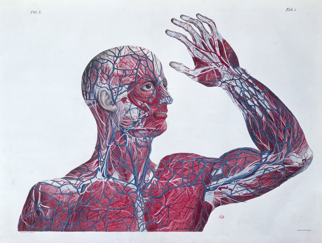 Anatomie lidské hlavy a paže, z knihy o anatomii od Francesca Antommarchiho (1789-1838) vyryté Mascagnim, kolem roku 1820 od French School