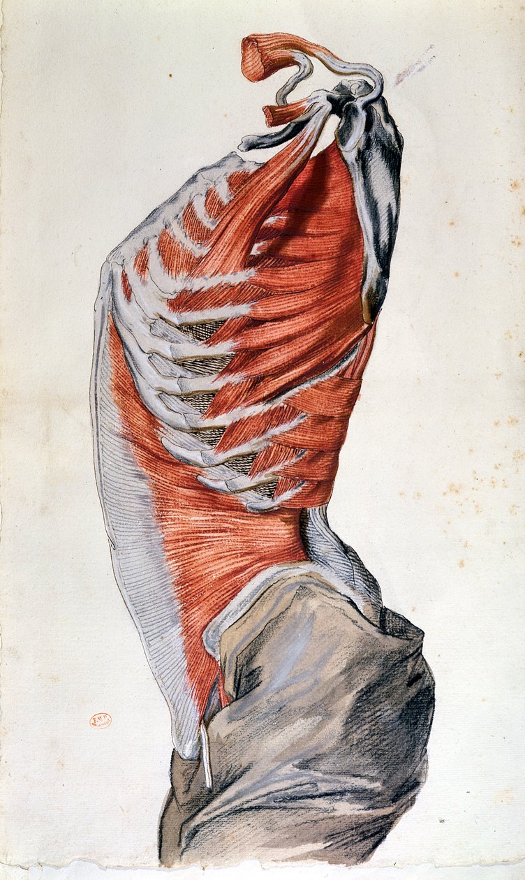 Anatomie trupu, nakreslený studentem (barvou tužkou na papíře) od French School