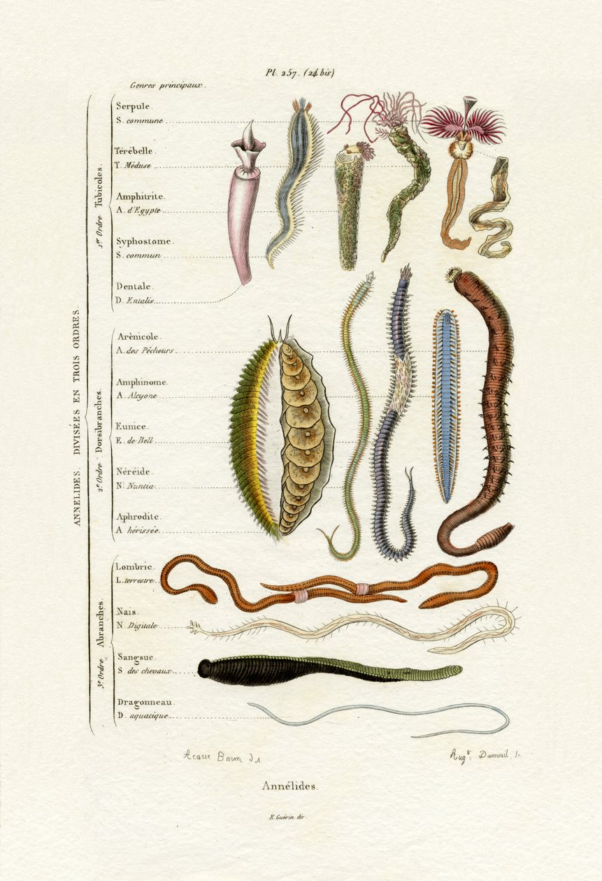 Annelids, 1833-39 od French School
