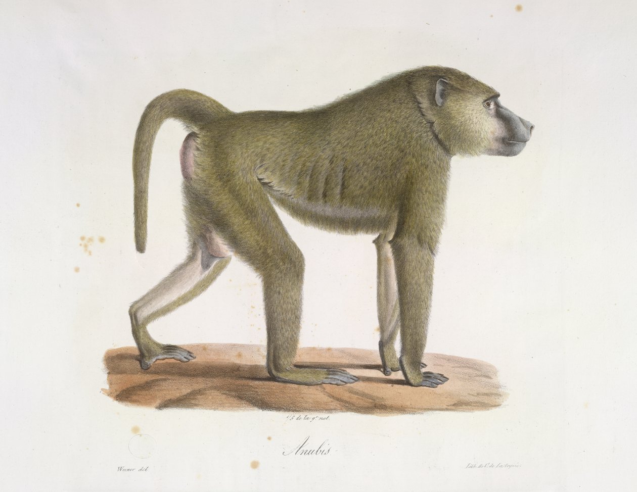 Anubis. Pavián, z přírodní historie savců (barva litho) od French School
